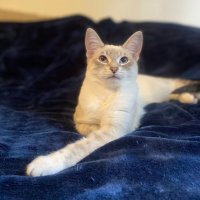 NFT_Maniac (@nftwhiskers) 's Twitter Profile
