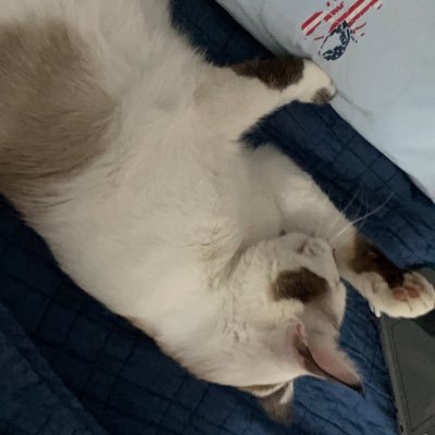 Kazmikkfn's profile picture. 