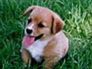 自分を犬に例えるとウェルシュ・コーギー。顔はそこそこ凛々しいが残念ながら足が短い…『貴女と夜と音楽と』、『私と酒と音楽と』…