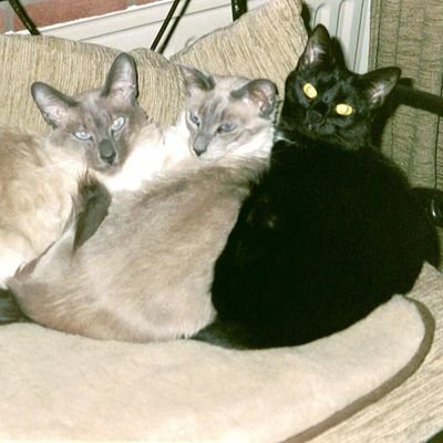 gek op onze Jasper geboren op 28 juli 2020 🐈⬛🐾 IK zelf jarig op 18 juli 💃🎂🎈 hou van een 🍷🍟🥗