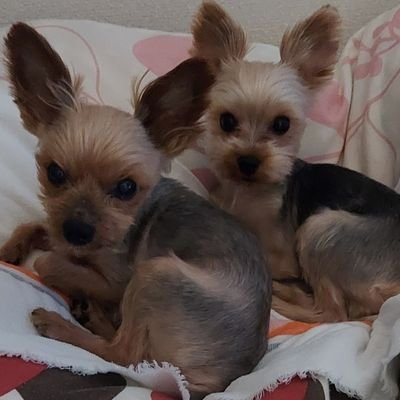 動物と可愛い綺麗な植物が大好きです☘️✨ 野球は詳しくないのですが、ソフトバンクホークスの大ファンでホークスの試合だけはよく見てます⚾ 特別な推しは松下洸平くんで、他には高杉真宙くん、吉高由里子ちゃん、柄本佑さん、中村倫也くん、井浦新さんのファンです💕エロ垢はどっかいけ!シッシッゞ(`´ )