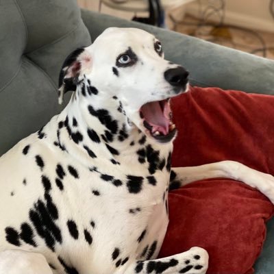 andysheehan13's profile picture. Essential Worker. L1C4. Landscaper. Louisville Love.