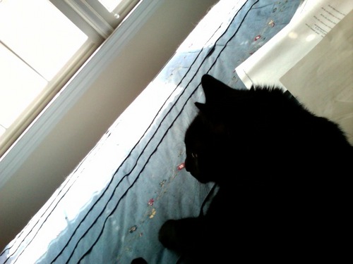 forestevergreen's profile picture. 