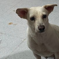 Goodiegooddog (@goodiegooddog) 's Twitter Profile Photo Goodiegooddog (@goodiegooddog) 's Twitter Profile Photo