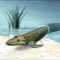 This account highlights the discoveries of the “Your Inner Fish” videos and how they apply to genetics, ecology, and evolution. Credit to @NeilShubin
