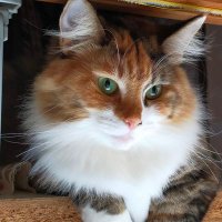三毛のモフ子 (@mikemofuko) 's Twitter Profile