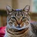 Enya🐈🦊 (@enyabackyard) Twitter profile photo Enya🐈🦊 (@enyabackyard) Twitter profile photo