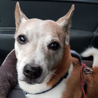 ADogNamedMilo Profile Picture