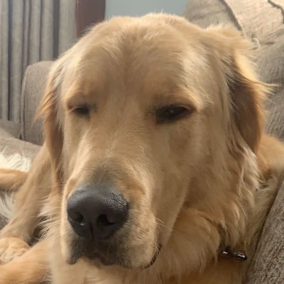 sydney_cania's profile picture. 