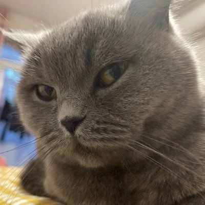 gaoyuu's profile picture. 菜鸟