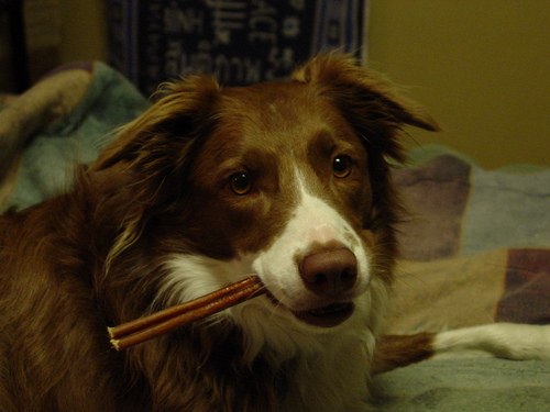 shellie60's profile picture. Retired DFD/UD Alum/Flyer Fan/Animal Lover