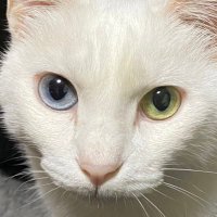 メイ🐱 (@cat_kabosu) 's Twitter Profile Photo メイ🐱 (@cat_kabosu) 's Twitter Profile Photo
