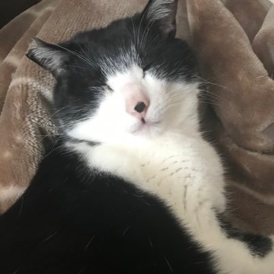 9rumi_'s profile picture. 甘いものと猫とDとせつら好き。