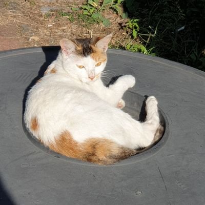 gallikppabcon's profile picture. 오직 여자만 / 헬스 걸음마중