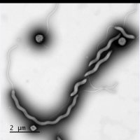 CNR Campylobacters Helicobacters(@CNR_CH) 's Twitter Profile Photo