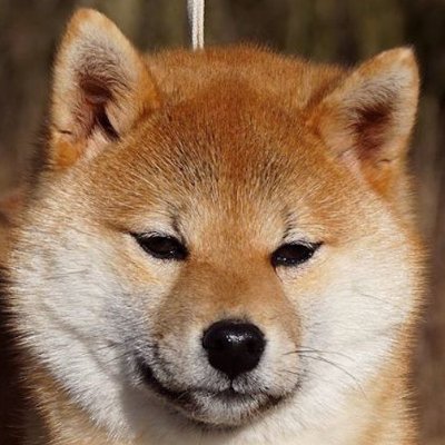 bain_harold1986's profile picture. SHIBA INU TO THE MOON #SHIBARMY