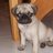 Pug Lover