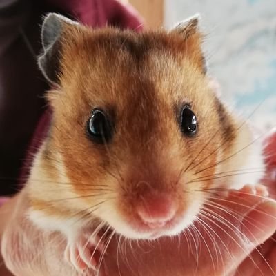 lemonsweetssoda's profile picture. 25↑94沼に２日で落下。ロナドラ尊い