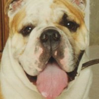 AlexSvensen (@alex_svensen) 's Twitter Profile