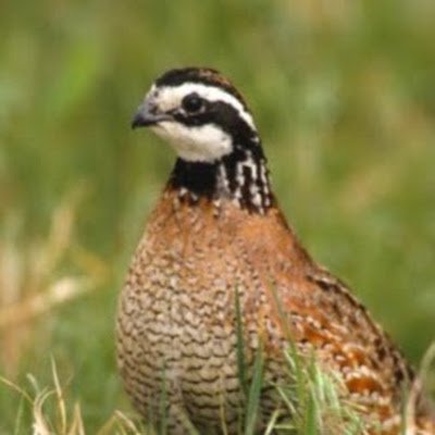 #gcqf is a non-profit located in Houston TX. Our chapter is dedicated to education about land restoration & conservation
https://t.co/QfsWsZhE5j