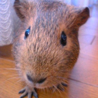 cc_zinbei's profile picture. 