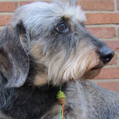 vd_brink1's profile picture. ❤️ Dieren ❤️ Natuur ❤️ 🇭🇺
