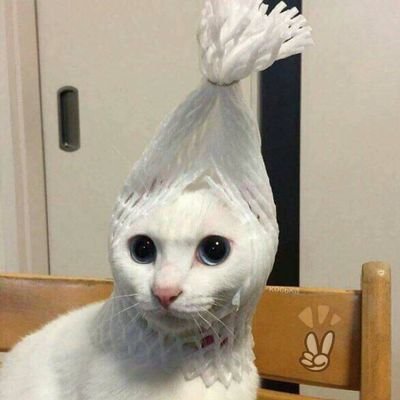 isnotcucumber's profile picture. a dreamer