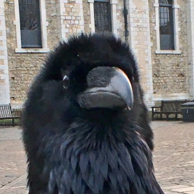 Raymond the Raven