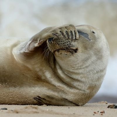 Steve Seal