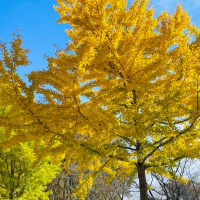 REACTO_Canon_'s profile picture. 趣味垢です。 ラーメンにはまり中。