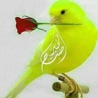 احمد السوداني(🦅) (@ahalswdany) Twitter profile photo