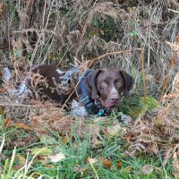 g (@welshgiles) 's Twitter Profile