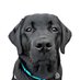 Peggy the labrador (@labradorpeggy) Twitter profile photo Peggy the labrador (@labradorpeggy) Twitter profile photo