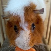 Eberdsen (@eberdchen) 's Twitter Profile