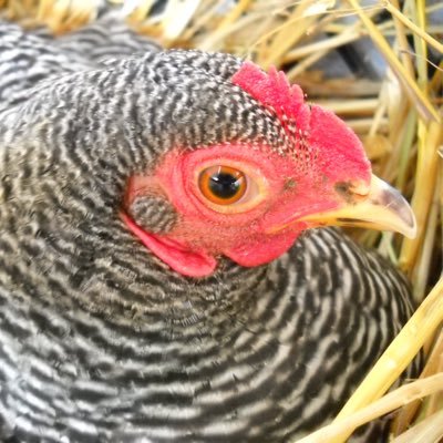 oldmosesfarm's profile picture. local farmer working harder  🐮🐑🐓⚓️🌊