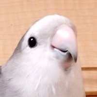 飼い主 (@hoshinobird) 's Twitter Profile Photo 飼い主 (@hoshinobird) 's Twitter Profile Photo