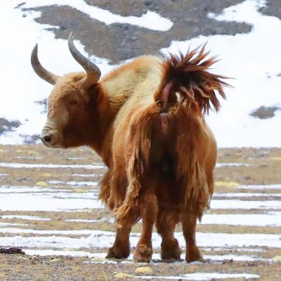 TBTV_3's profile picture. 