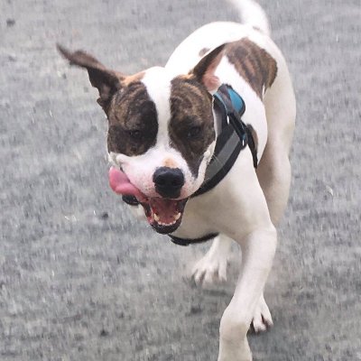 Just a 3-legged foster waiting for my fur-ever family. My foster mom is teaching me lots of tricks and manners, so I can be a SUPER good boy.