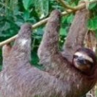 Very slothful.