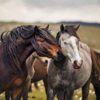 بقايا عمر بسماتي 💞 (@lhdhsadh) 's Twitter Profile