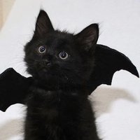 ツメ (@_l0l6__) 's Twitter Profile