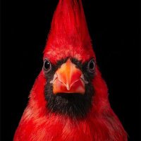 Cardenales Forever 🆑 (@cardenalesf) 's Twitter Profile Photo Cardenales Forever 🆑 (@cardenalesf) 's Twitter Profile Photo