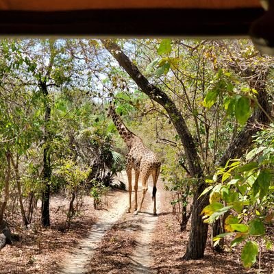 African Adventure, wildlife Safaris, walking safari, boat Safari and trekking.