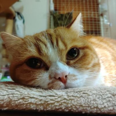 2017年に頂き物の山崎リミテッド2017で覚醒してしまいました。皆様のお力で、一期一会のウイスキーと、😸ニャンコライフを楽しませて頂きますので、よろしくお願いいたします🙇♀️