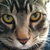 猫《本物》🍥 (@blazwings) 's Twitter Profile