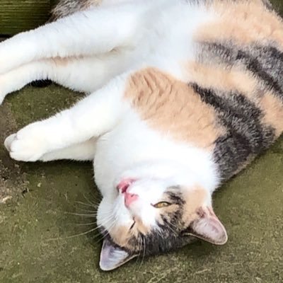 NightsOverNokyo's profile picture. 