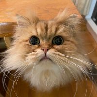 Kotetu (@kotetu_fpv) 's Twitter Profile