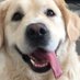 👅 Teddy 👅 (@goldenteddy2018) Twitter profile photo 👅 Teddy 👅 (@goldenteddy2018) Twitter profile photo