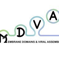 Membrane Domains and Viral Assembly Lab