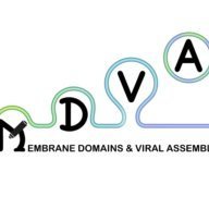 Membrane Domains and Viral Assembly Lab(@VirAssemblyLab) 's Twitter Profile Photo
